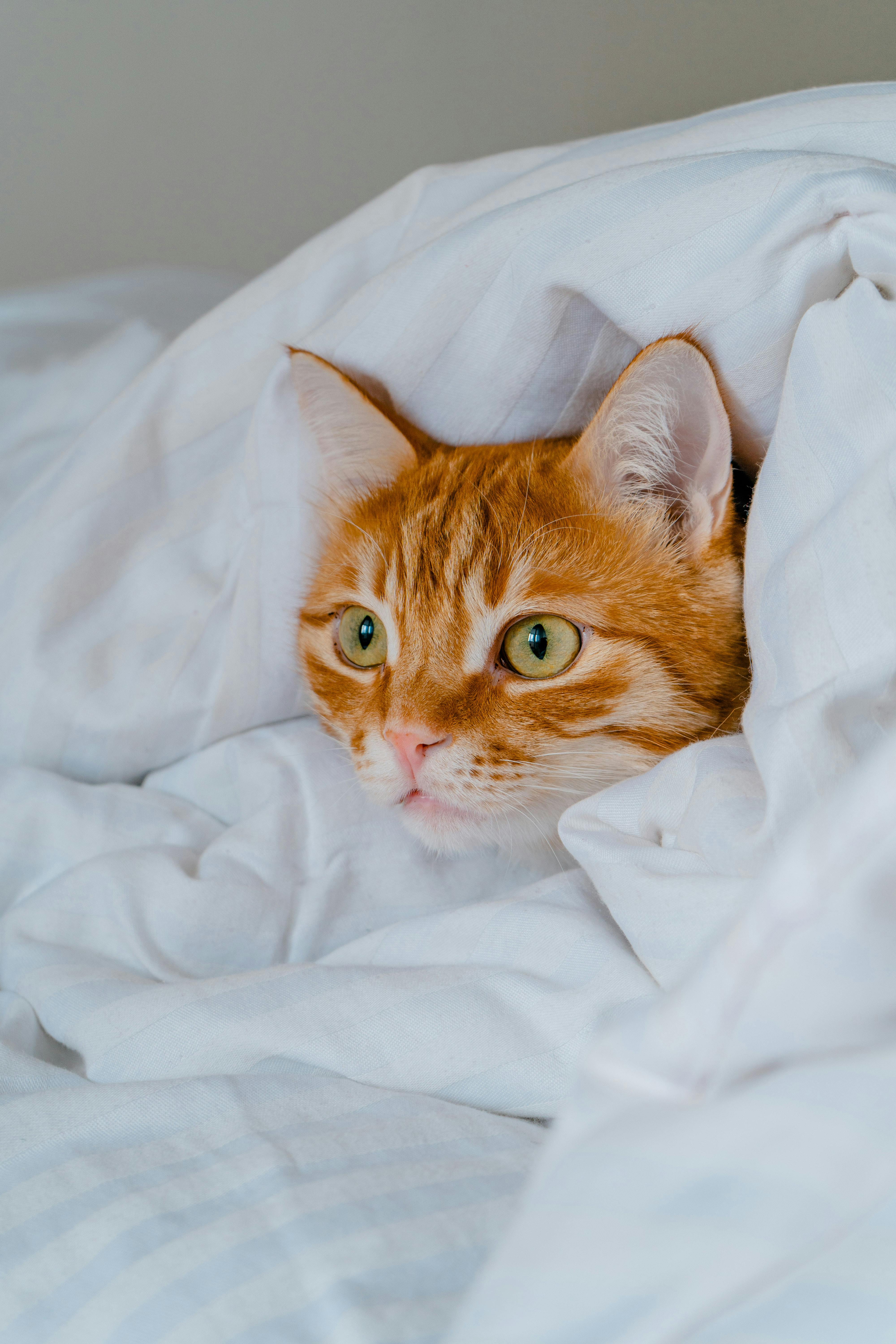 A ginger cat wrapped in white blankets, looking alert.